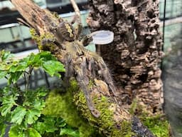 Poecilotheria rufilata, Red Slate Ornamental  rehouse and care