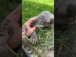 Send someone this wombat eating grass and make them smile today!  #shorts #sleep  #chill