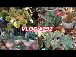 GOLD & SUCCULENTS INSPECTION | VLOG # 292