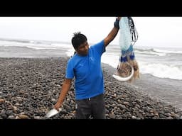 ¡Pesca Asombrosa! Maestros de la Atarraya Sacan Pescados por Montón en la Playa