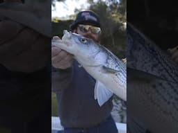 Striped bass smacked the jerkbait! #fishing #shorts