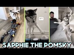 *NEW* Sapphie the Pomsky Funny Dog Tik toks 2025 - Best  @sapphie_the_pomsky and Baby B.... Shorts