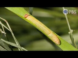 Want a Cozy, Free Home? Ask This Caterpillar How | Deep Look