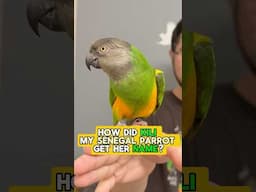 How My Senegal Parrot Kili Got Her Name