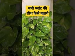 How to Increase the Growth of Money Plant and Make it Dense