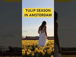 HOW TO VISIT THE TULIP FIELDS IN AMSTERDAM! #amsterdamtulipfield #tulipfields #amsterdam