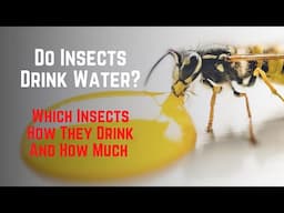 Do Insects Drink Water? Here's How, Why, Where, When and Other Insect Drinking Facts!