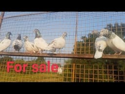 Complete loft breeder and highflyers pigeons  available for sale #For contact 6006158830🕊️