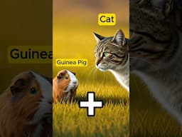 Guinea Pig + Cat 😺 = ? #funnyanimals #cuteanimalsdaily #babyanimals #wildlife #hilarious #suprise