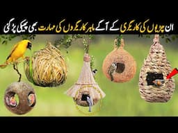 Most Beautiful Birds Nests in the World | Unusual Birds Nests | NYKI