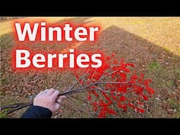 Berry Beauty in Winter: Gorgeous for You, Tasty for the Birds 🍓