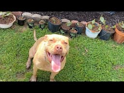 Service Dog meets 2 Stray Dogs