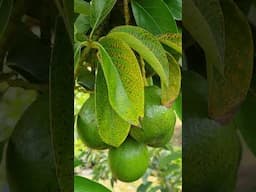 विदेशी फल, 140 verities exotic fruit, exotic fruit farm, #exoticfruits