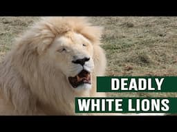 The Rare But Deadly Killers Of The Wild: White Lions