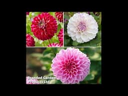 How to plant Dahlia tubers | Dahlia series Ep 1 | Garden Ideas & DIY