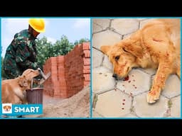 Smart dog saves people's lives V14 - The bravest dog showbiz ever! - Amazing pets