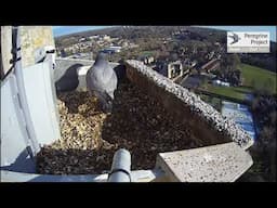 2021 Norwich Cathedral Peregrines