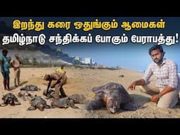 🥲🥲ஆமைகள் இறப்பதால் ஏற்படப்போகும் பேராபத்து! | Olive ridley deaths along Chennai beaches