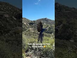 Our free flight macaws flew over a mile away, looped out of sight for a bit and casually landed