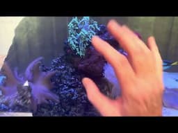 Have Paul Talbot the Aquarium Inspector visit your aquarium part 1