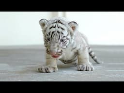 Cute Baby Tiger Videos To Make You Smile - Tiger Cubs Are Awesome