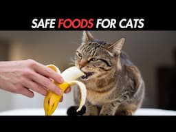 11 Human Foods Your CAT Can Eat