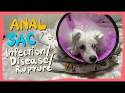 Anal Sac Infection ALERT!! What I Wish I Knew Sooner| The Poodle Mom