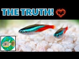 The Truth About Neon Tetra Virus, Why They Die, This Spreads To Cardinal Tetras & Green Neon Tetras