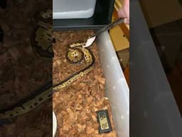 Baby clown ball python feeds!