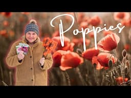 The Ultimate Guide to Growing Poppies from Seed & 4 Mistakes to Avoid for Success