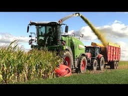 Mais oogst met Fendt katana 65 en Case IH 721F op de kuil. H. van Oosten Meeden. 4K.