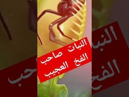 نبات فينوس النبات صاحب الفخ العجيب Venus plant, the plant with the strange trap