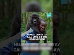 Gorilla from popular selfie leaves this world with loving gesture #shorts