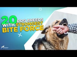 20 Dog Breeds with Jaw-Dropping Bite Force! Find Out Which Dog Breeds Have the Most Powerful Bite!