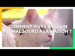 Comment vivre avec un animal sourd à la maison ?