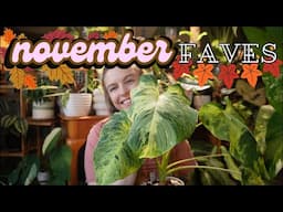 November houseplant favorites | Anthurium, Hoya, Orchids & more!