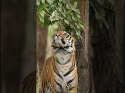 Sniff it all! #wildlifephotoghraphy #wildlife #tiger #aarzookhurana