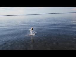 Monster Smallmouth Bass - Lake Petenwell, Wisconsin