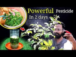 How to make POWERFUL organic pesticide at home | घर पर कीटनाशक बनाएं | Neem insecticide for plants