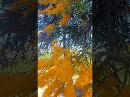 Christmas tree in Australia #trees #christmas #plants #tree #australia #amazingaustralia #nature