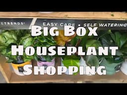 Lowe’s Big Box Plant Shopping Huge Clearance Deals Rare Plants Houseplant Shopping