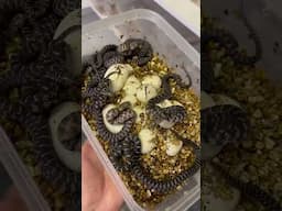 Hatchling Florida Kingsnakes!