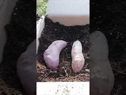 How to turn 1 Sweet potato into 100 Sweet potatoes #shorts #gardening #tips #foryou #garden