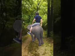 Chucken sick skids on my Elephant...#shortvideo #funny #animation