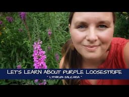 Let's Learn About Purple Loosestrife ~ Lythrum salicaria