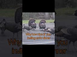 Turkeys doing their rounds outside my kitchen.  Music:Got MeMusician:FL-China xq