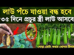 লাউ পঁচে যাওয়া বন্ধ হবে - ৩৫ দিনে প্রচুর স্ত্রী লাউ আসবে- লাউ গাছে ফলন বৃদ্ধির উপায় -লাউ চাষ পদ্ধতি