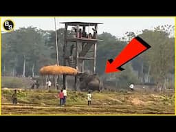 You Won’t Believe What Happens When Elephants Get Mad!