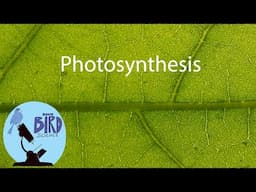 Photosynthesis Summary