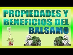 Propiedades y Beneficios del Bálsamo